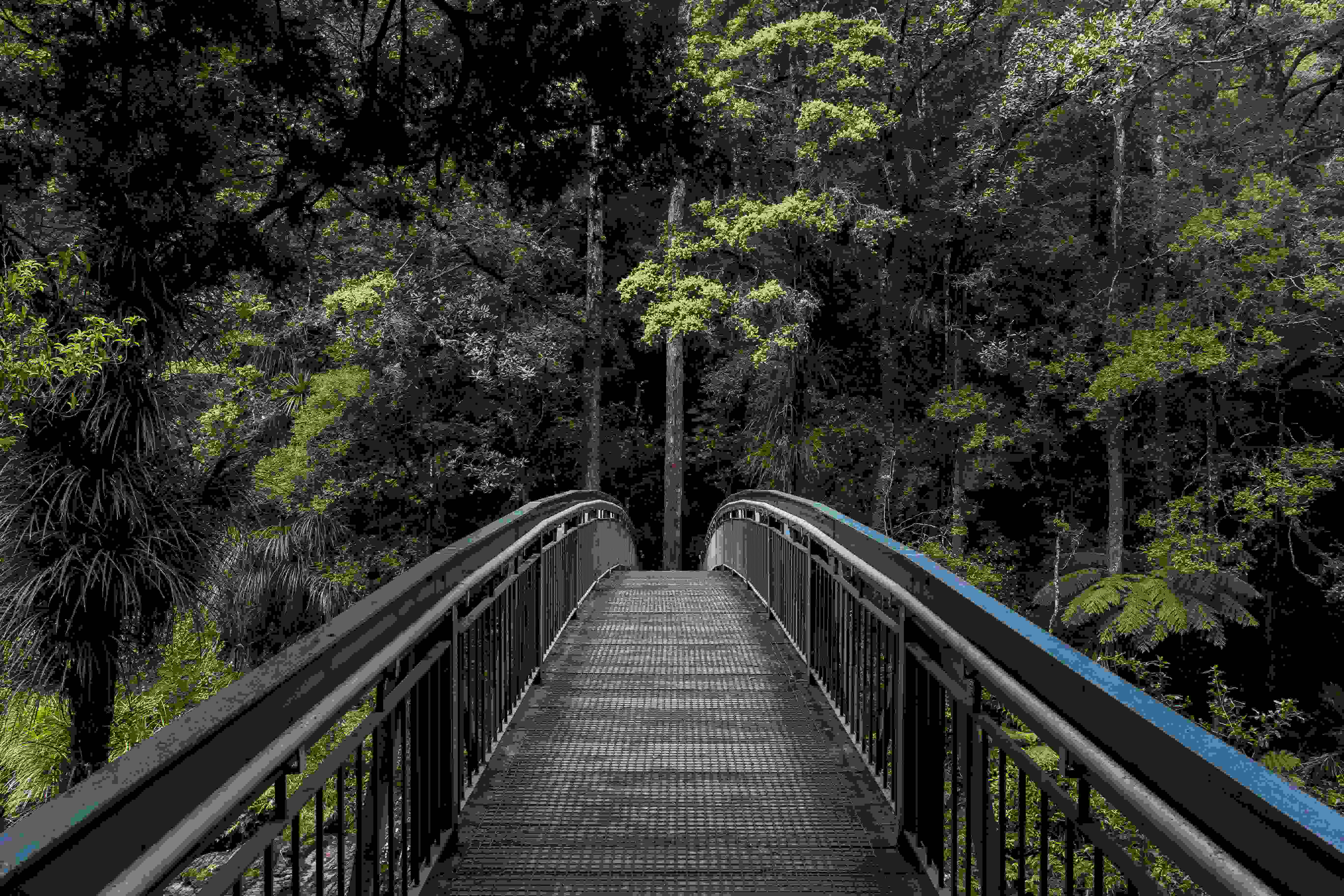picture, bridge in a forest with tall trees