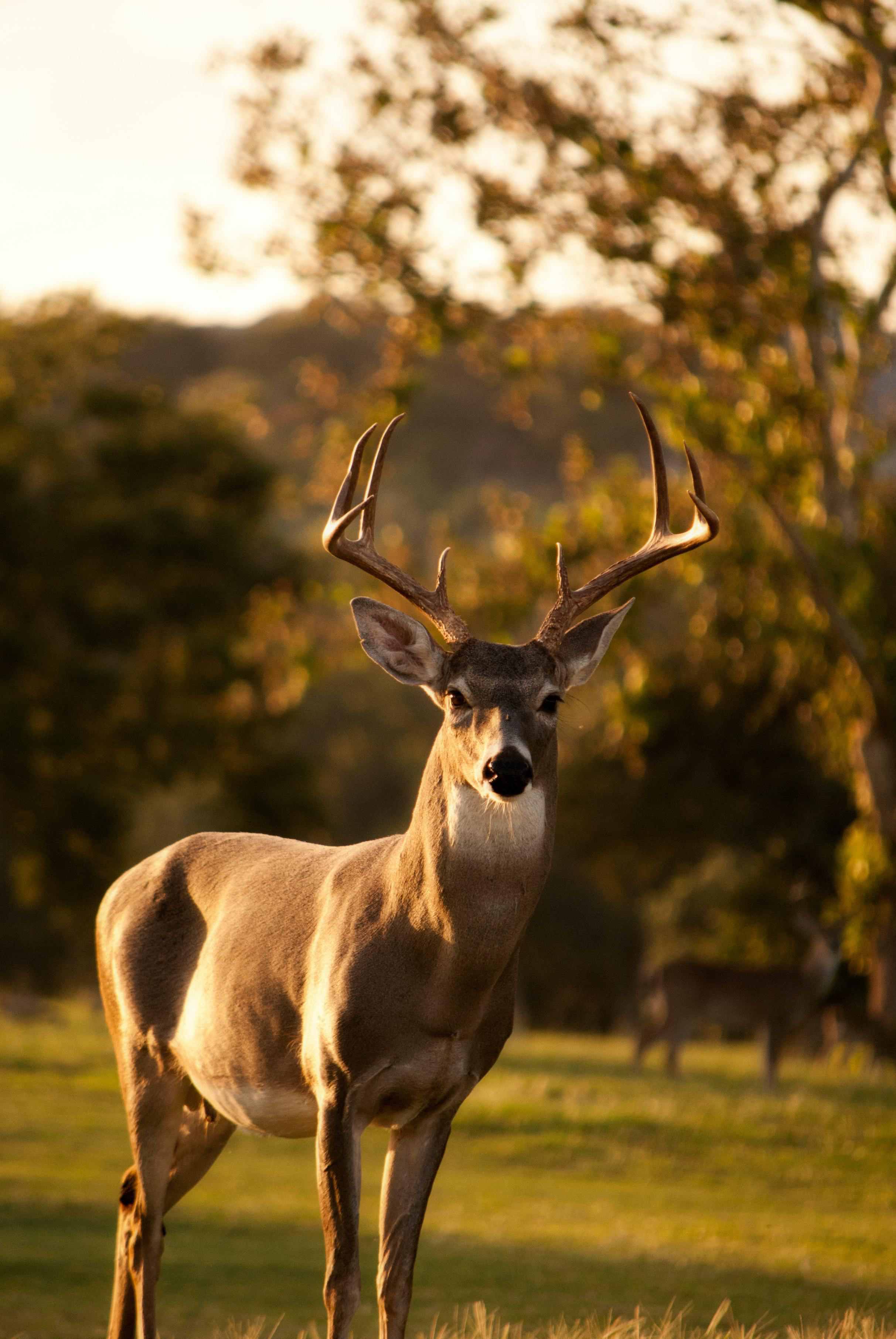 picture, deer in the wilderness